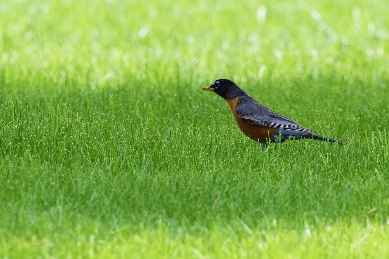 robin  bird  nature free photo