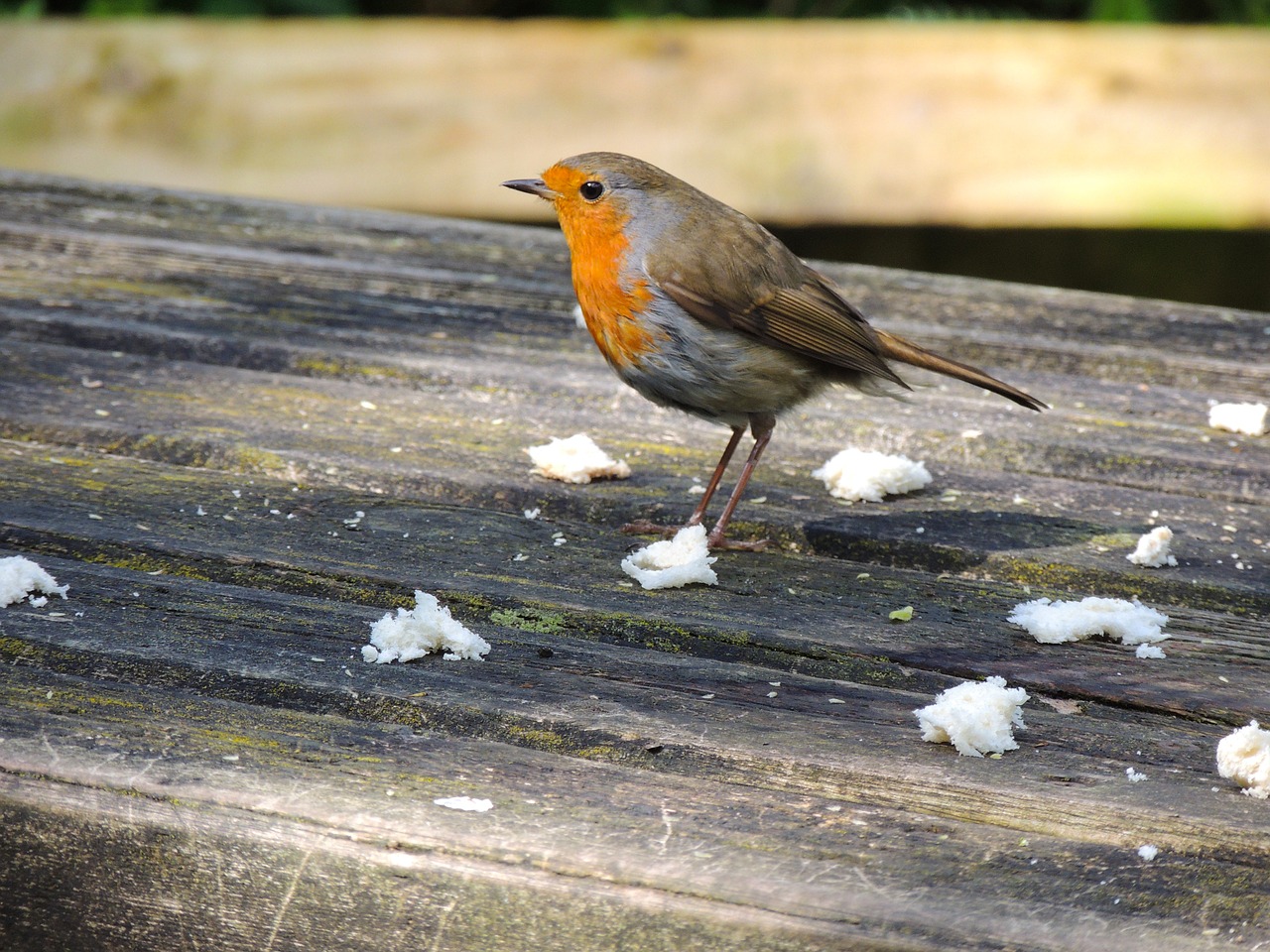 robin  bird  nature free photo