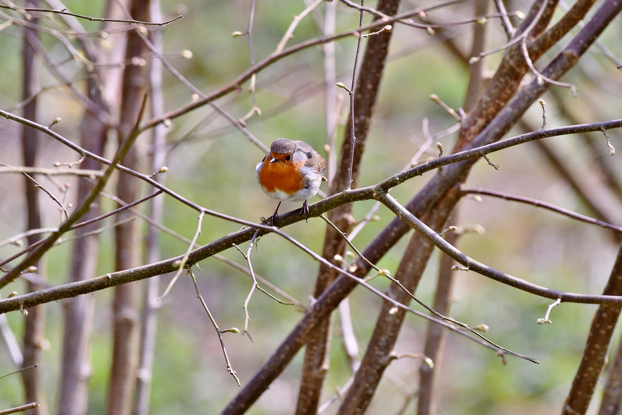 robin  bird  nature free photo