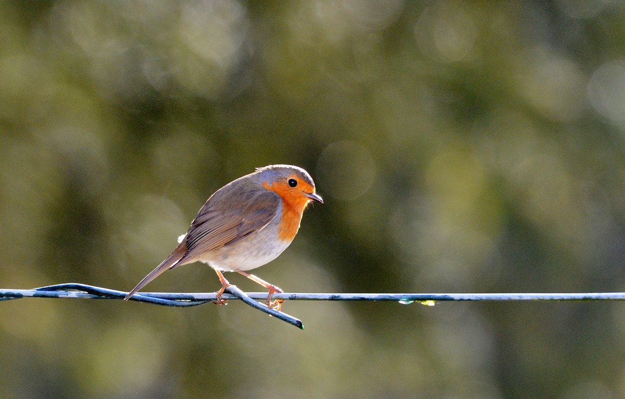 robin  bird  nature free photo