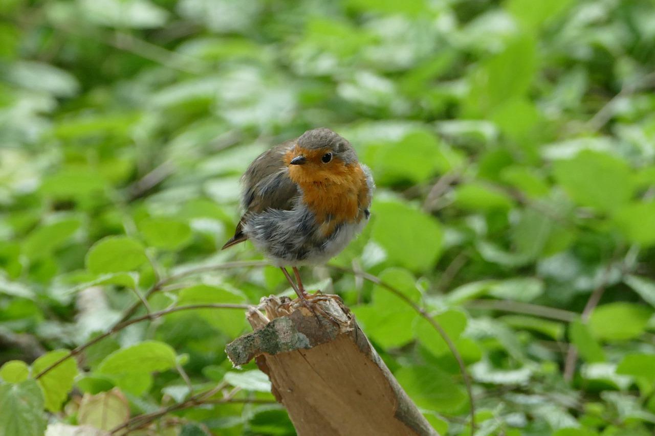 robin  garden  songbird free photo