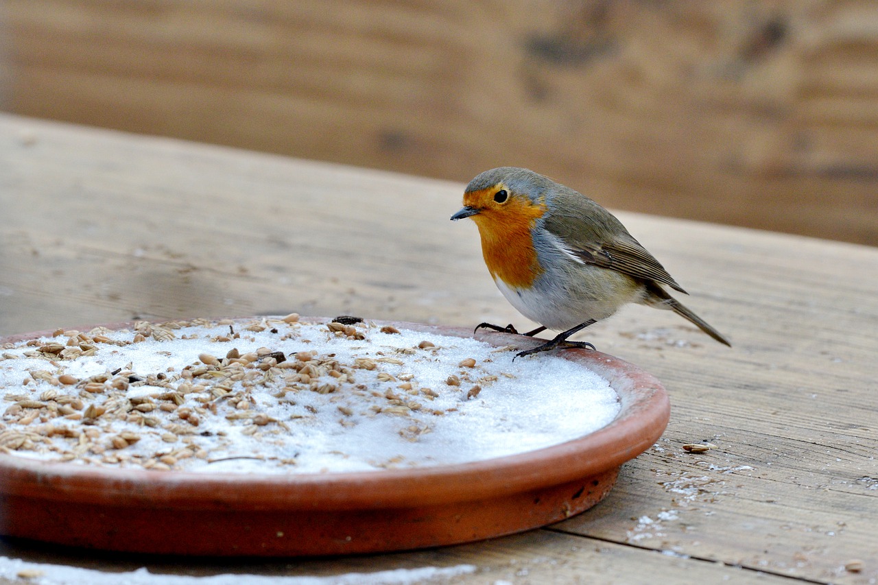 robin  bird  winter free photo