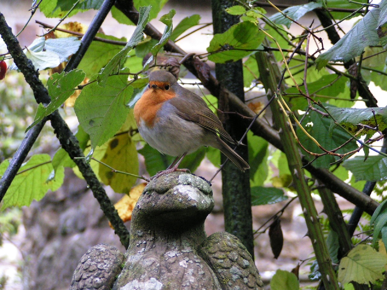 robin bird fly free photo