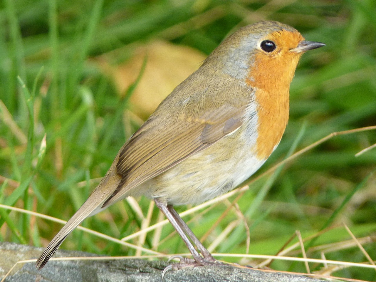 robin bird songbird free photo