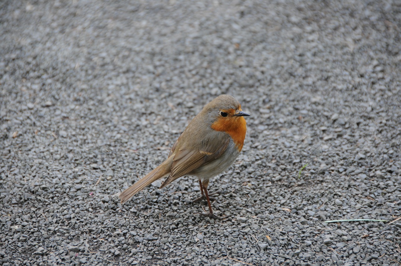 robin grey small free photo