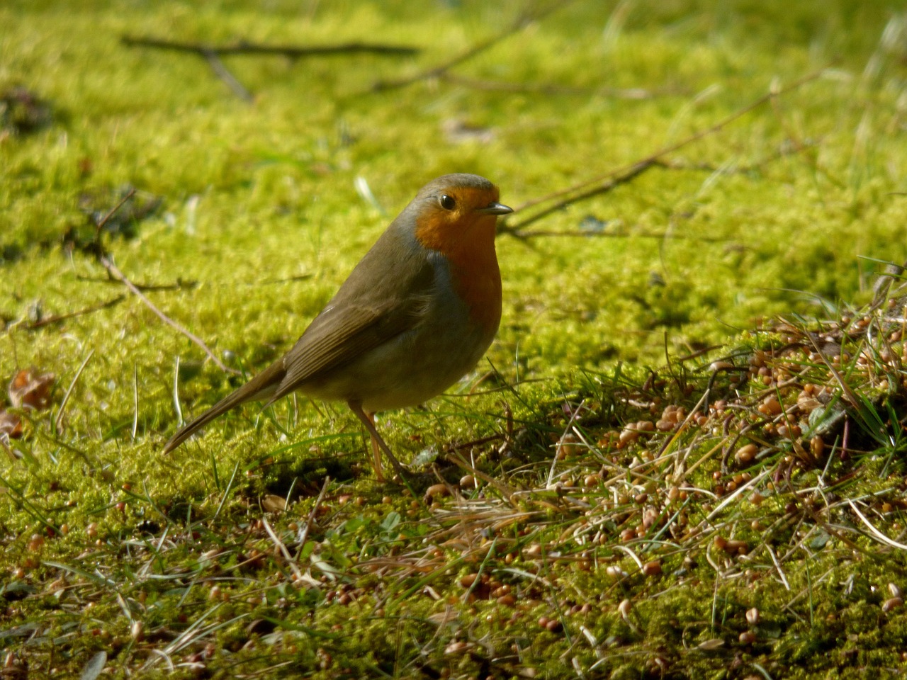 robin bird nature free photo