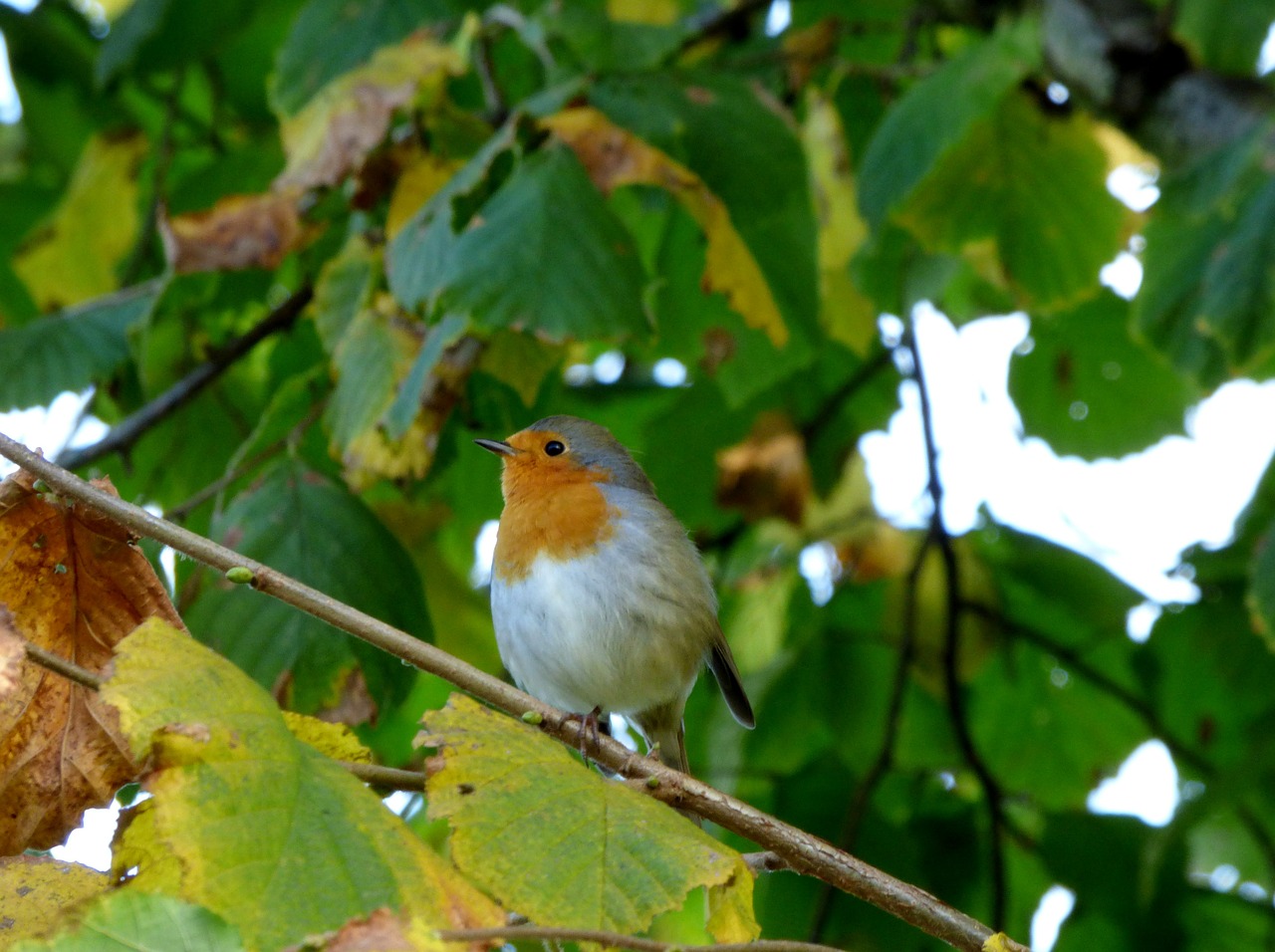 robin bird tree free photo