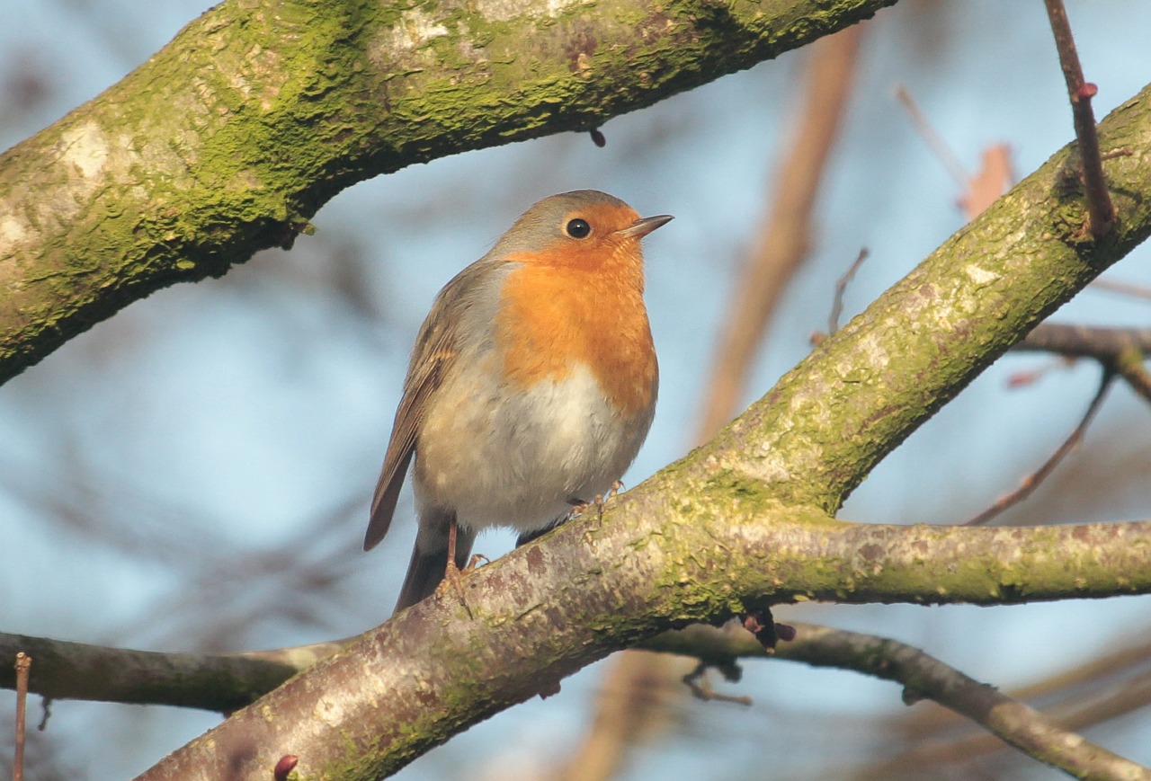 robin bird songbird free photo