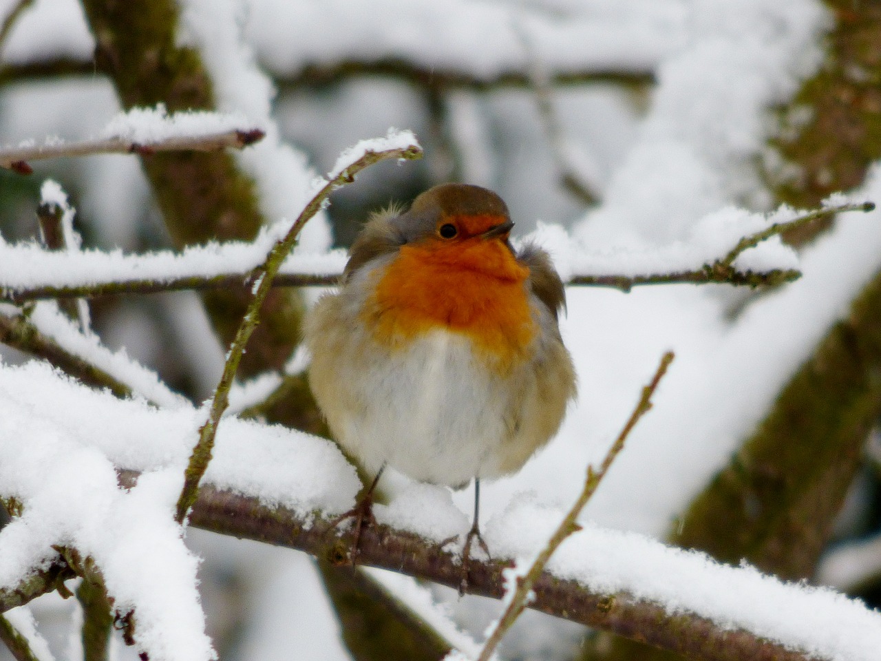 robin little bird winter free photo