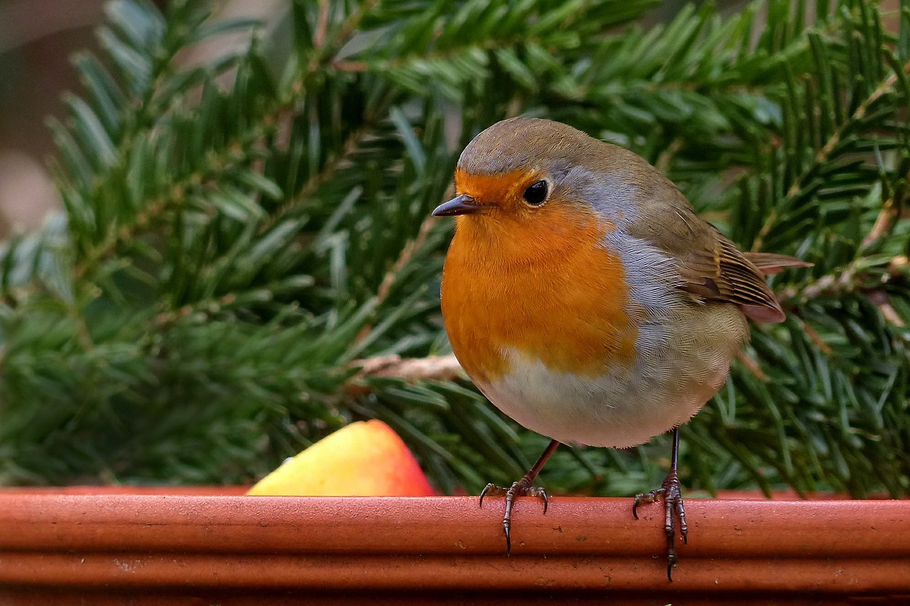 robin bird songbird free photo