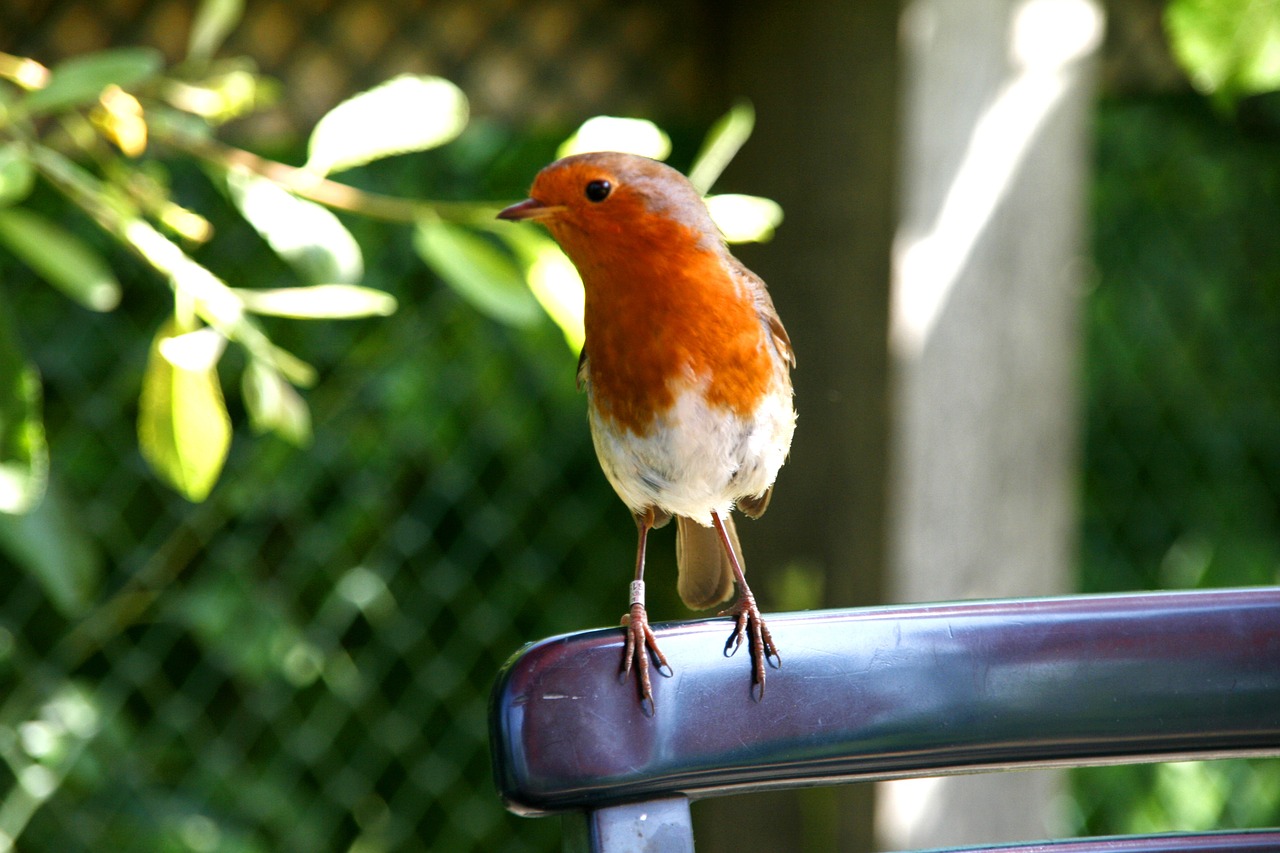 robin bird england free photo