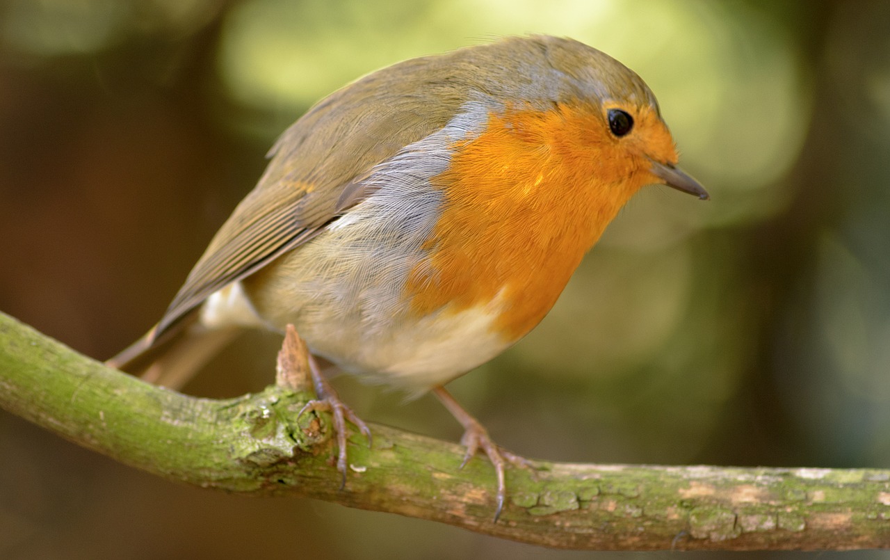 robin anna bird free photo