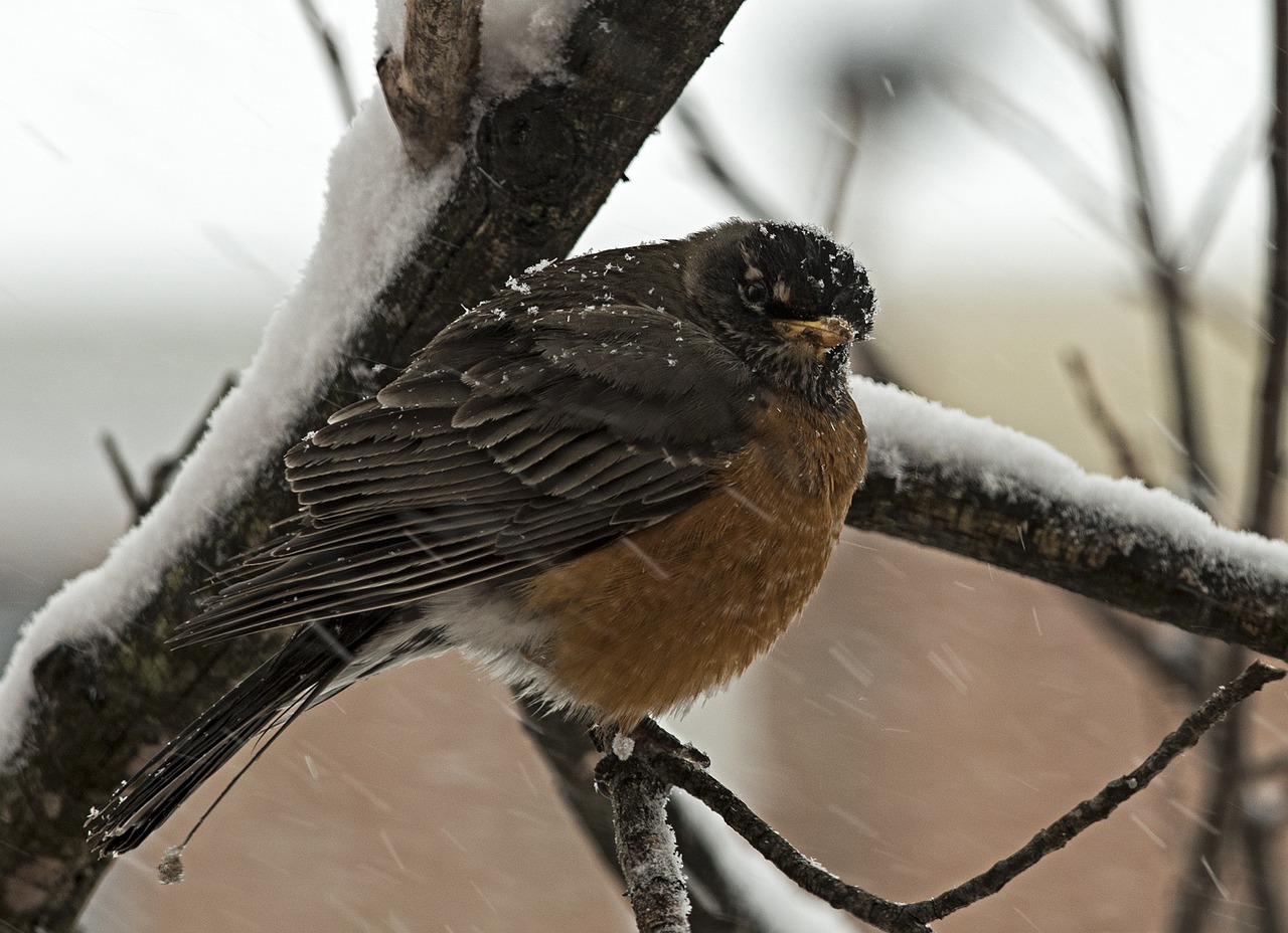 robin bird virginia free photo