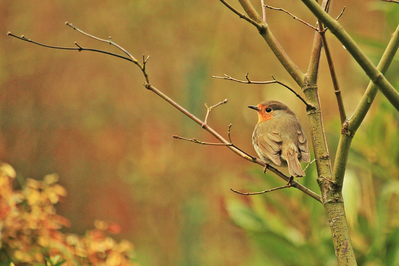 robin bird animals free photo