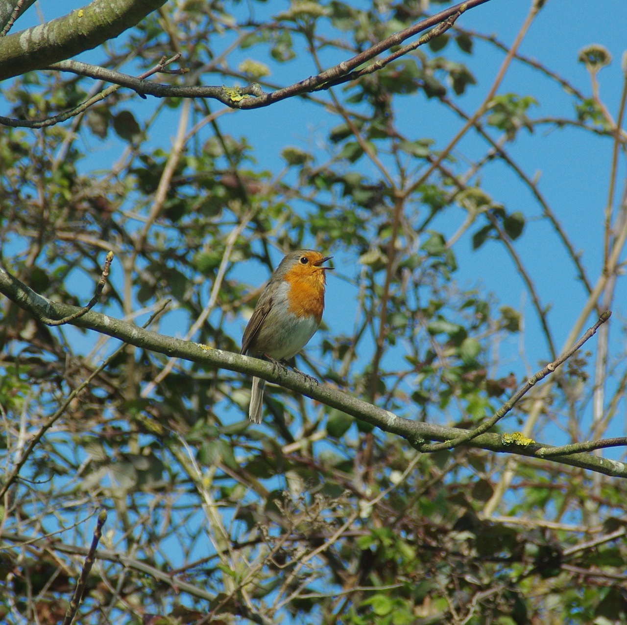 robin singing wildlife free photo