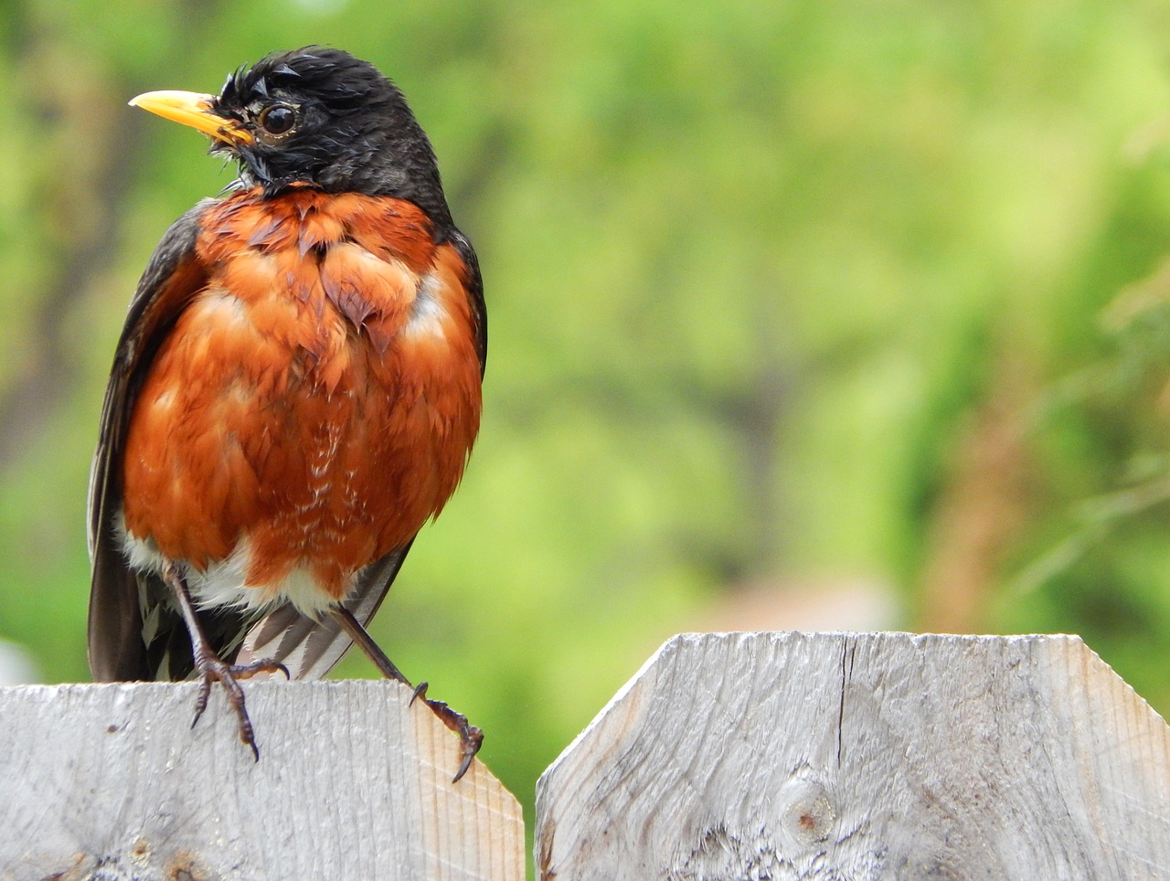 robin bird animal free photo