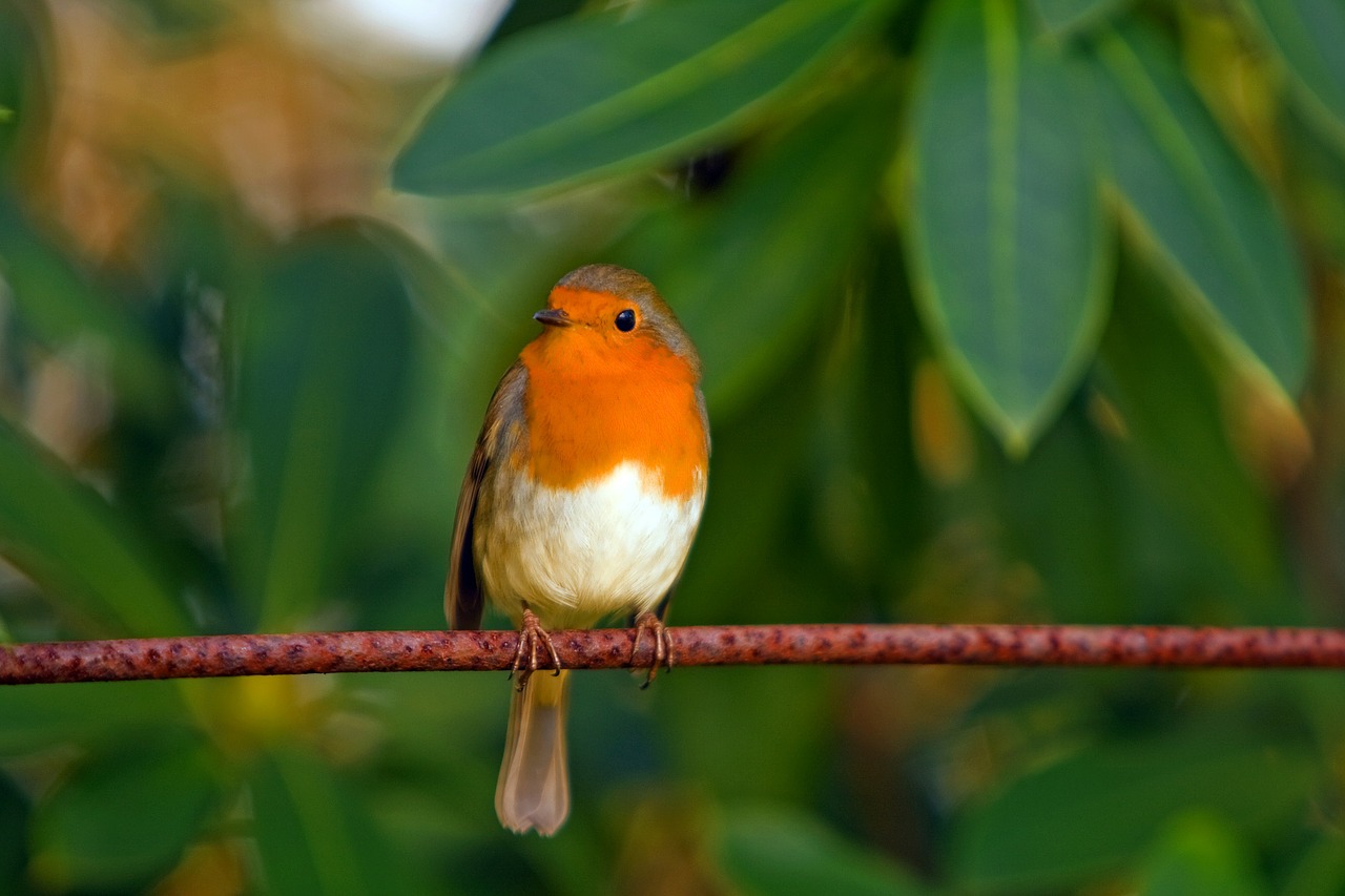 robin bird red robin free photo