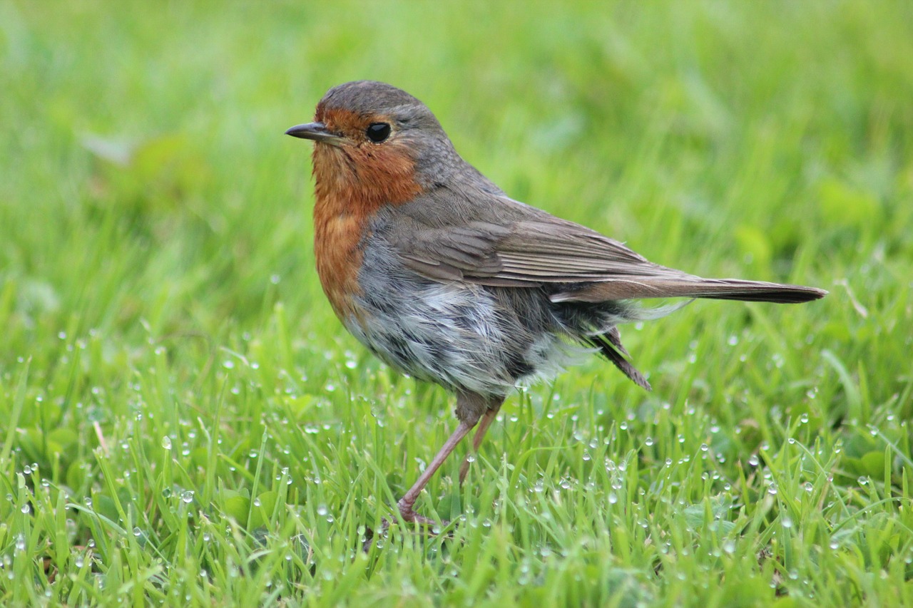 robin bird animals free photo