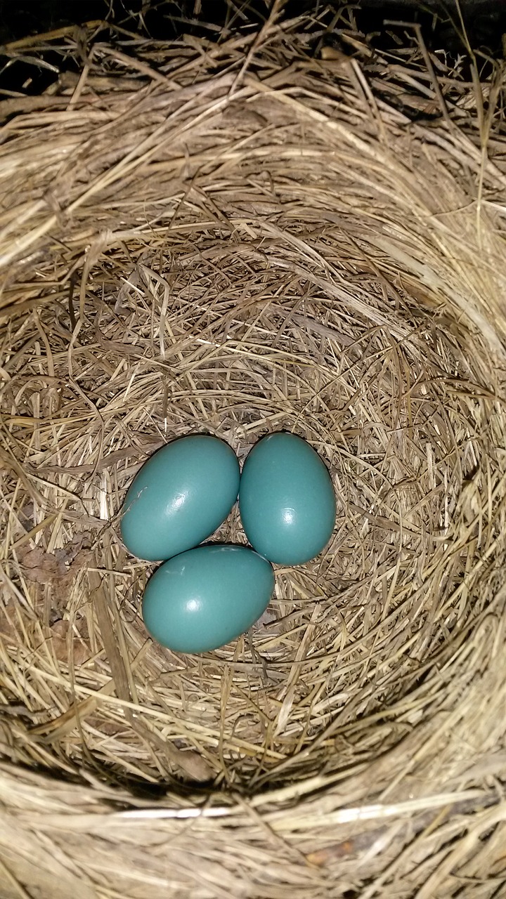 robin eggs nest free photo