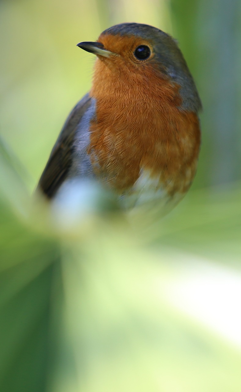 robin bird redbreast free photo