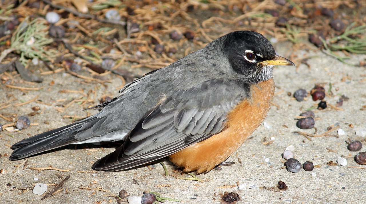 robin bird american free photo