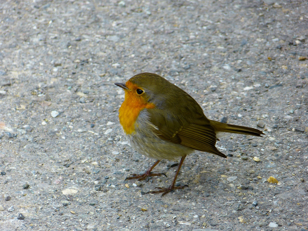 robin bird animals free photo