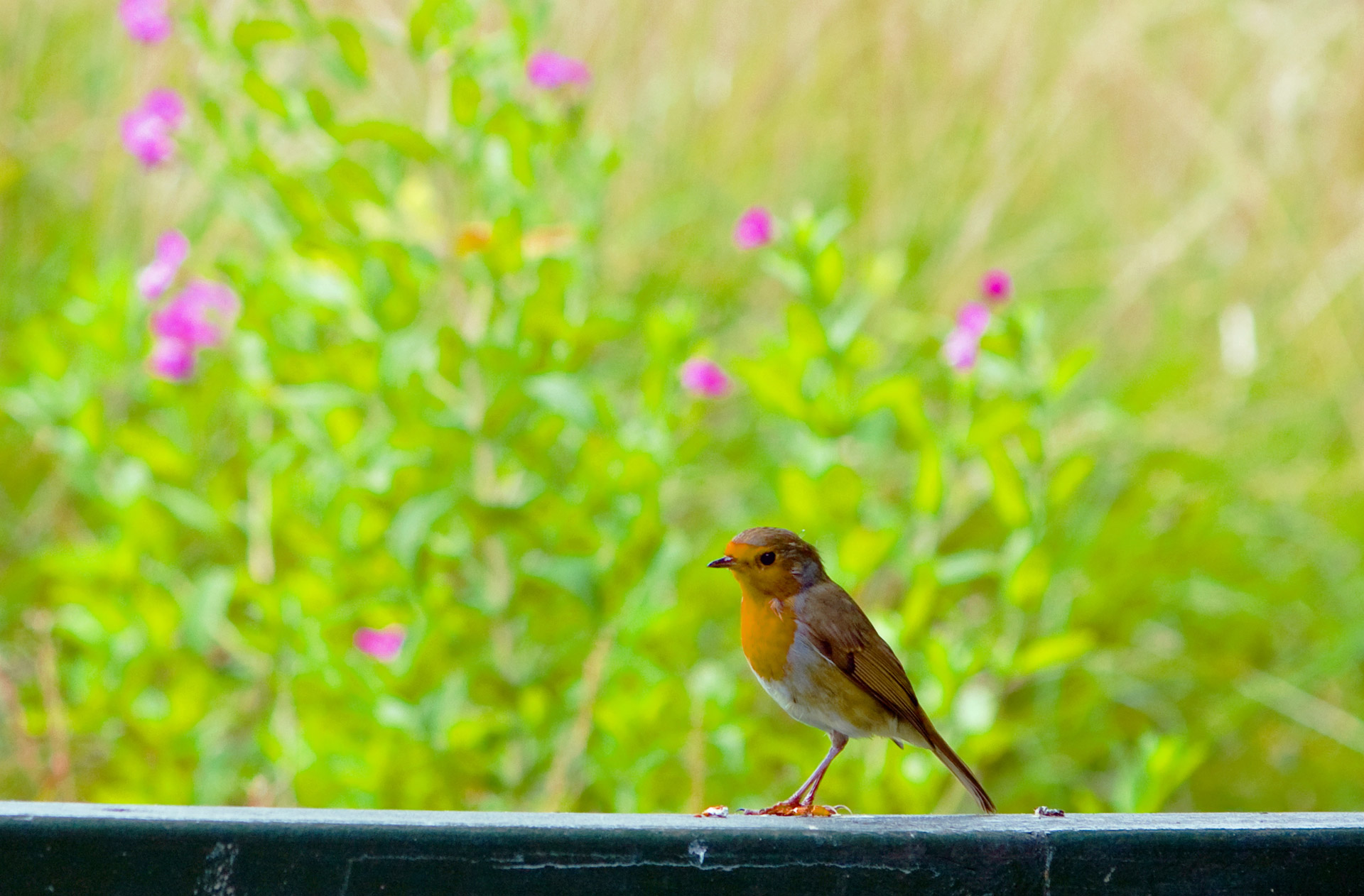 robin robin red breast bird free photo