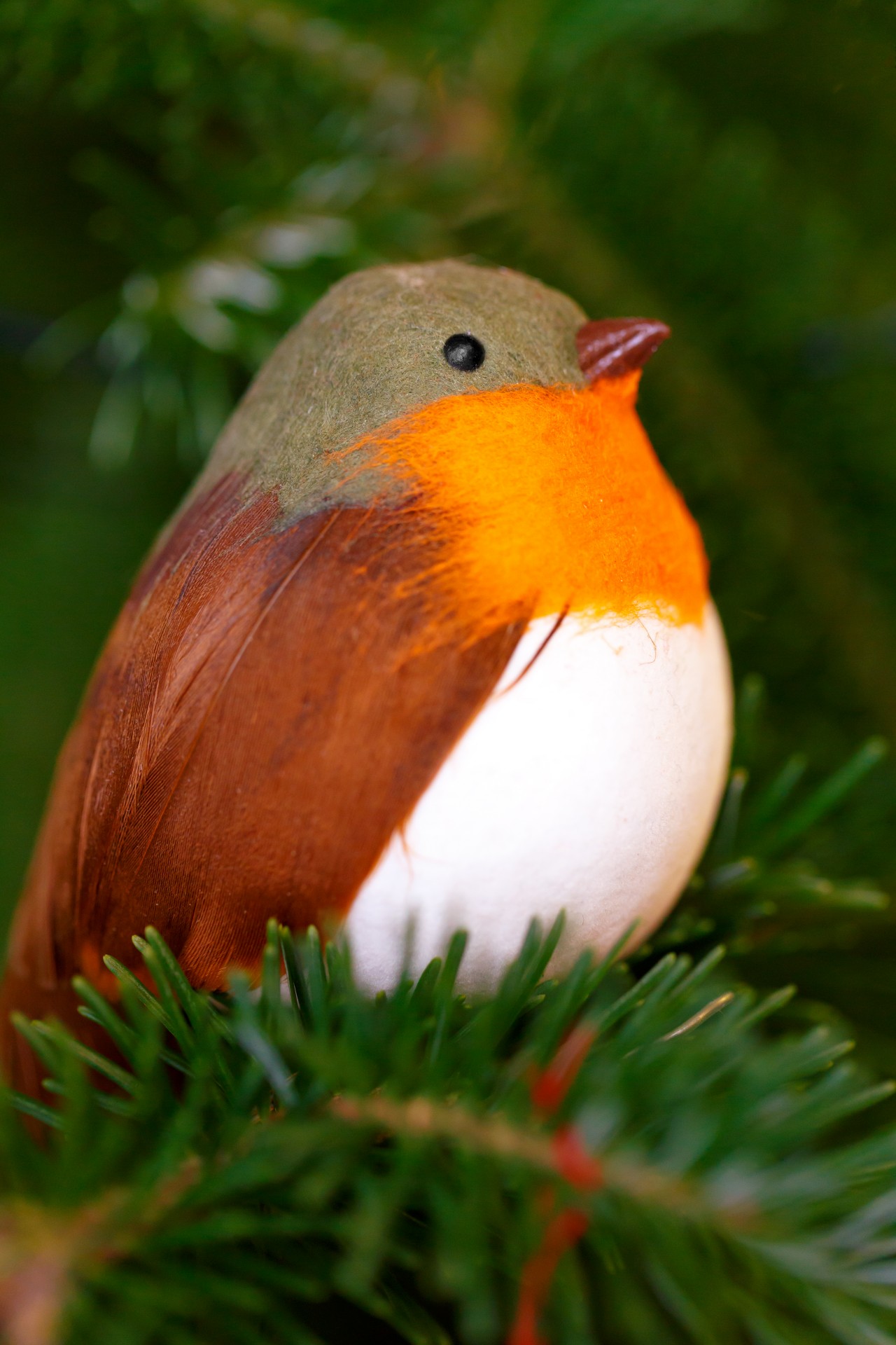 robin christmas bird free photo