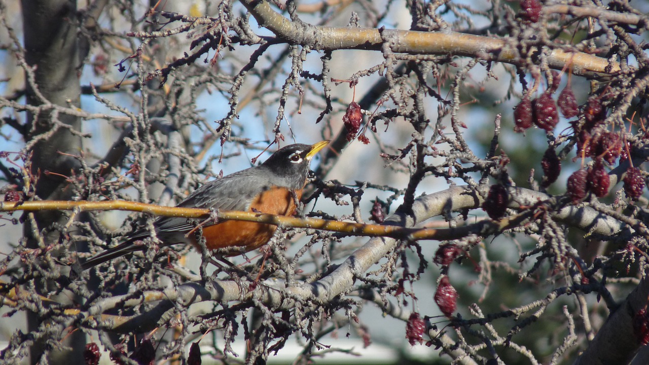 robin eating berries nature tree branches free photo