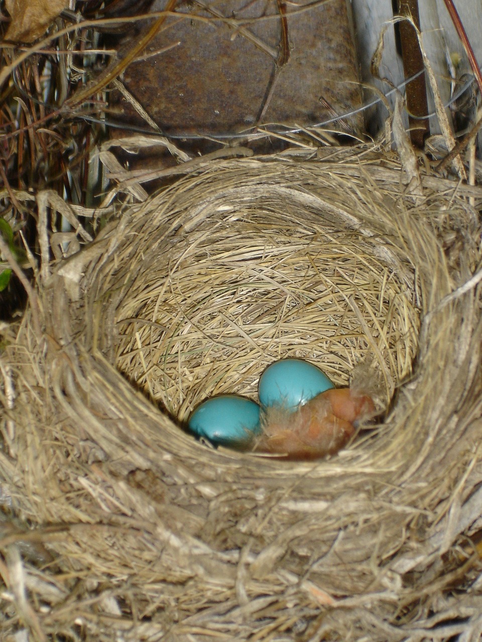robin eggs nest bird free photo