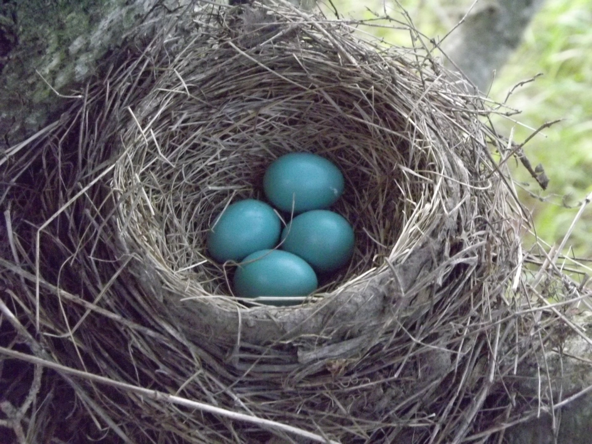 robin bird blue eggs free photo