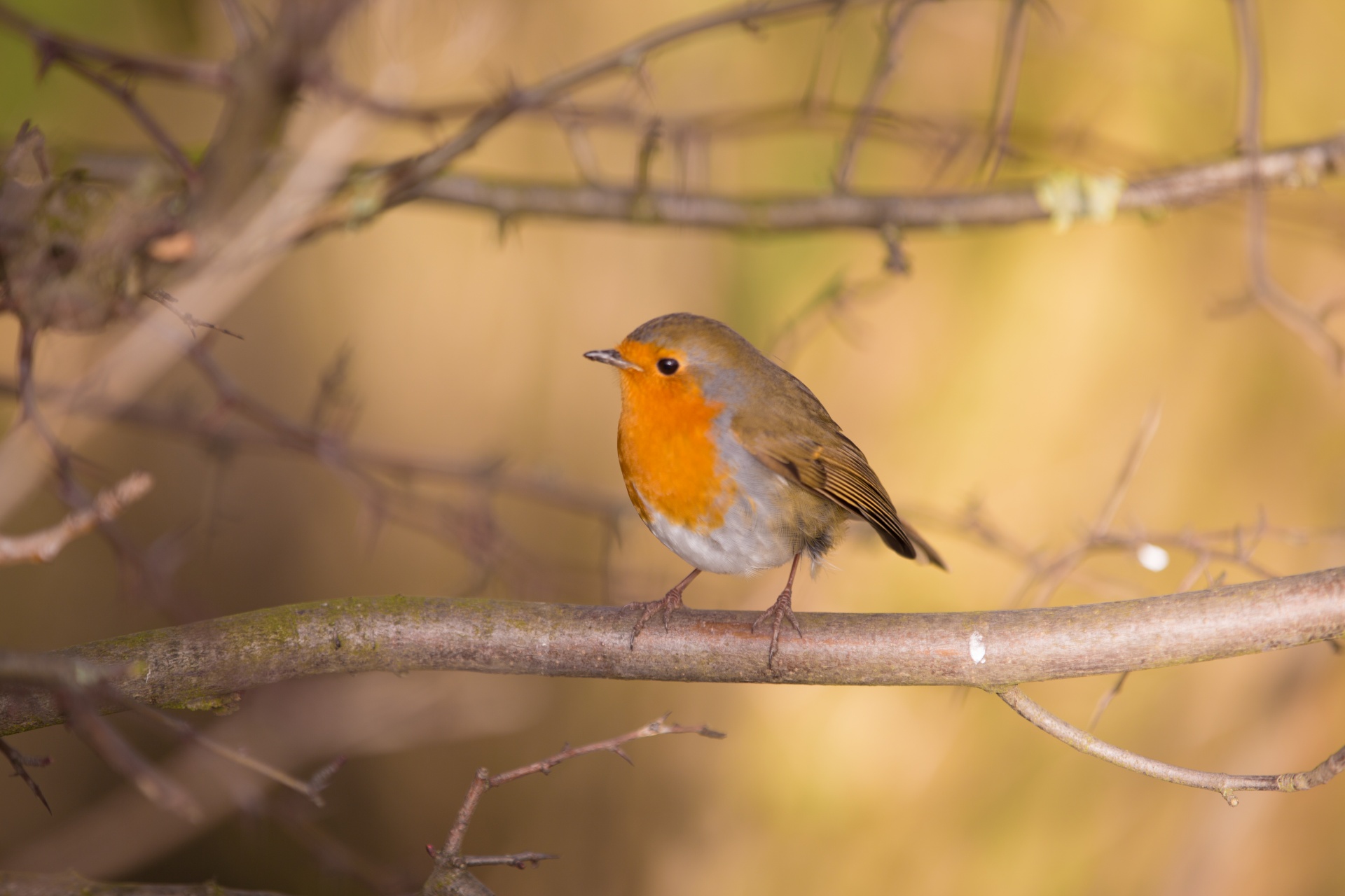 animal background bird free photo