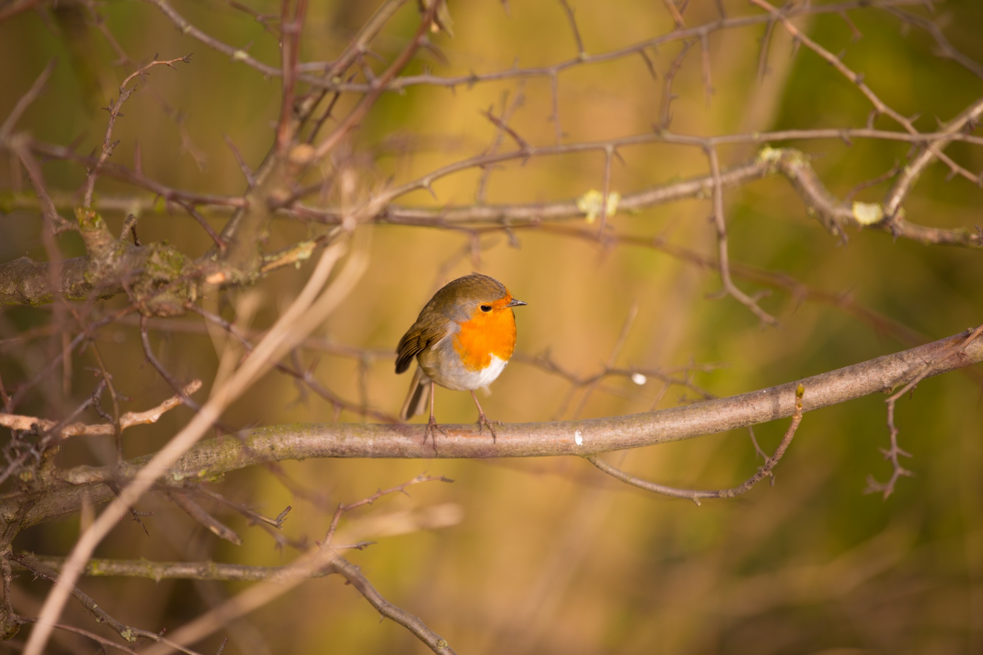 animal background bird free photo