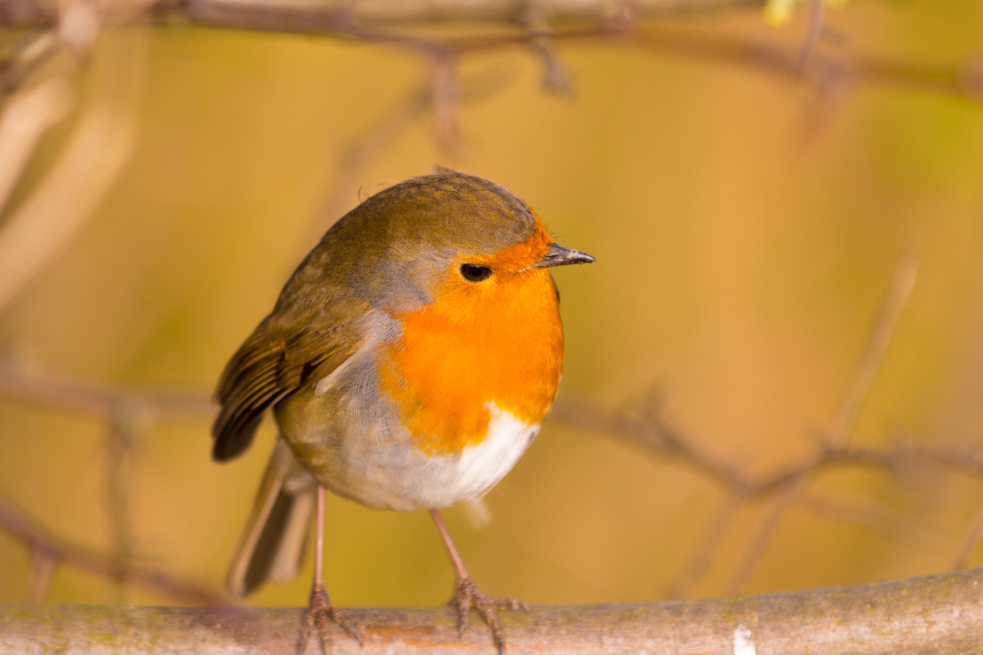 animal background bird free photo