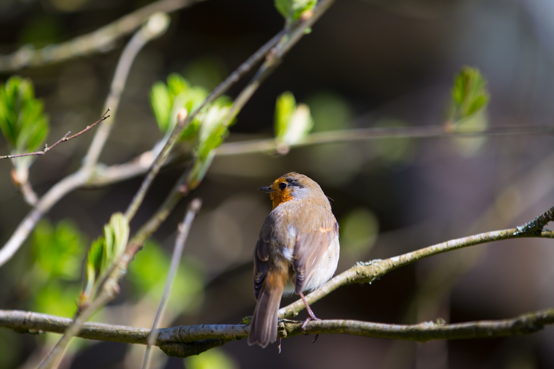 animal background bird free photo