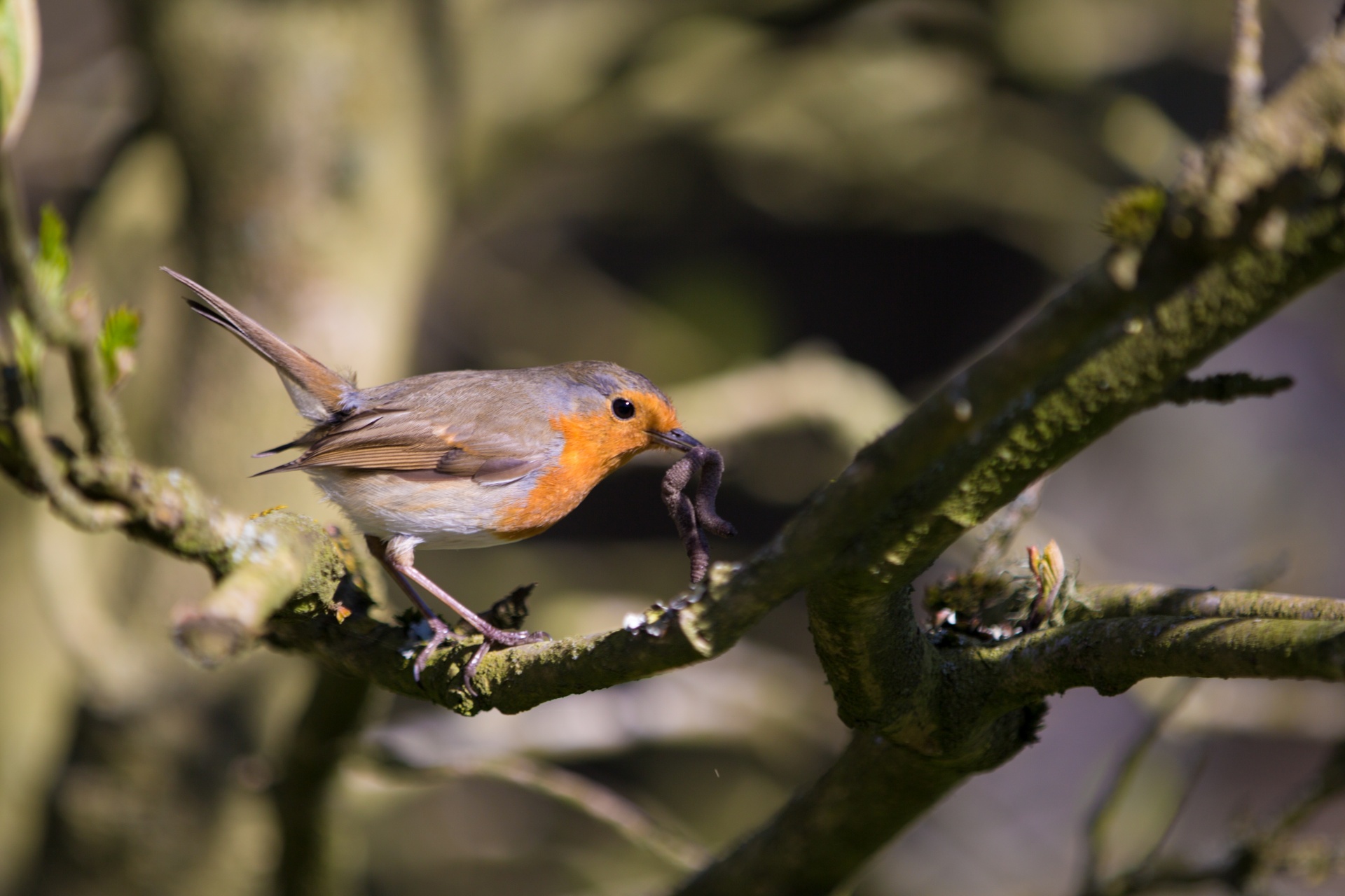 animal background bird free photo