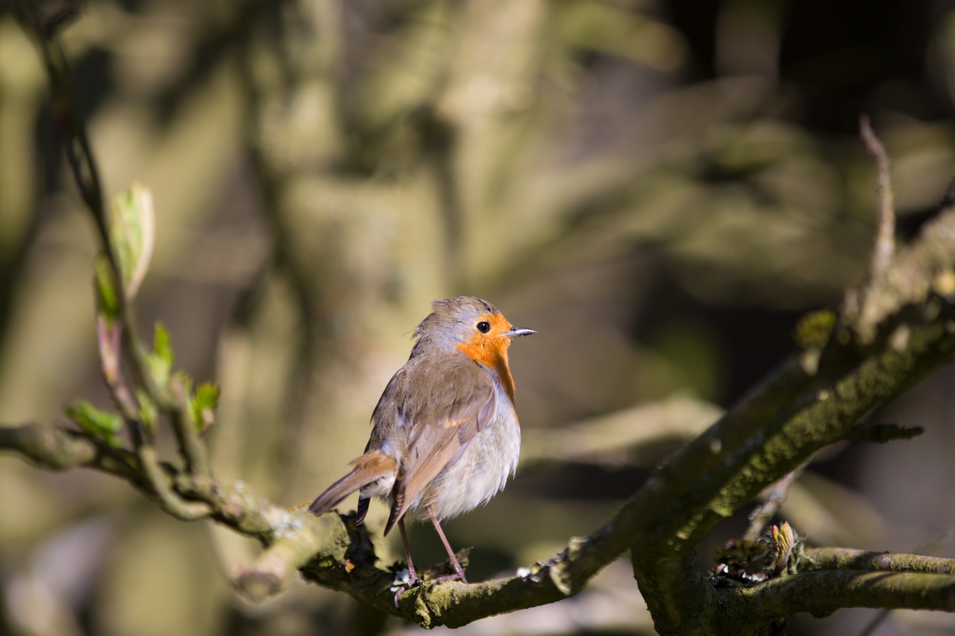 animal background bird free photo