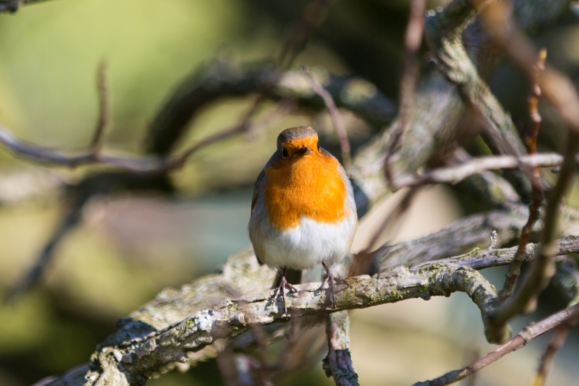 animal background bird free photo