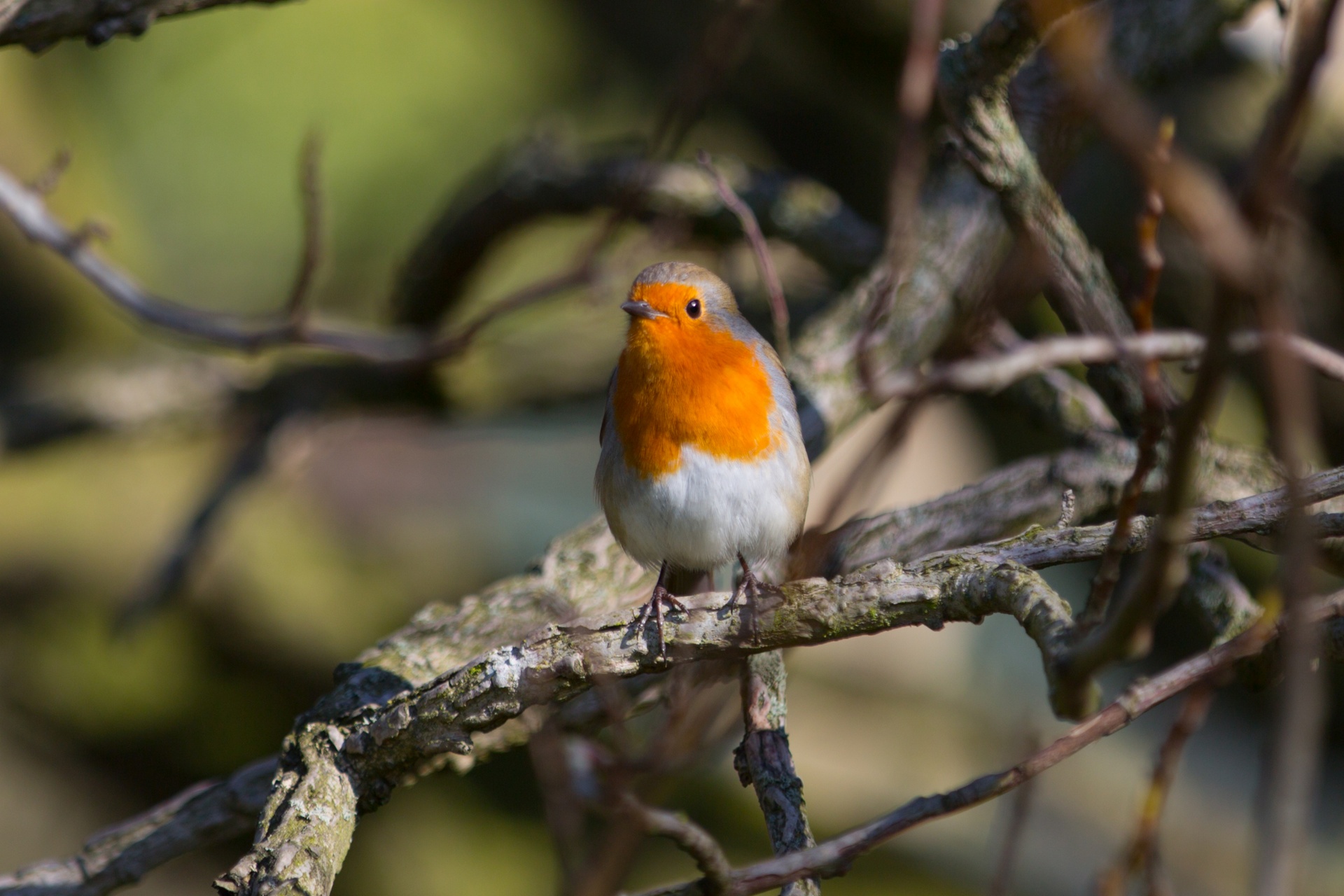 animal background bird free photo