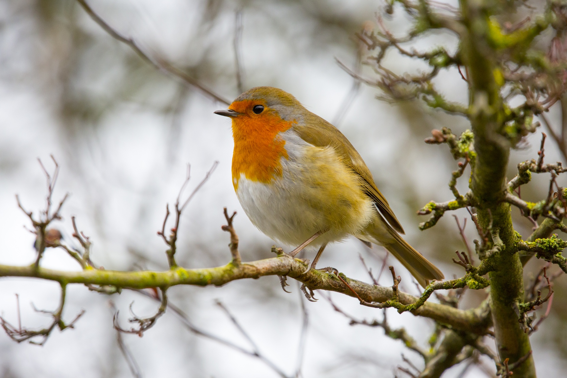 robin adulation animal free photo