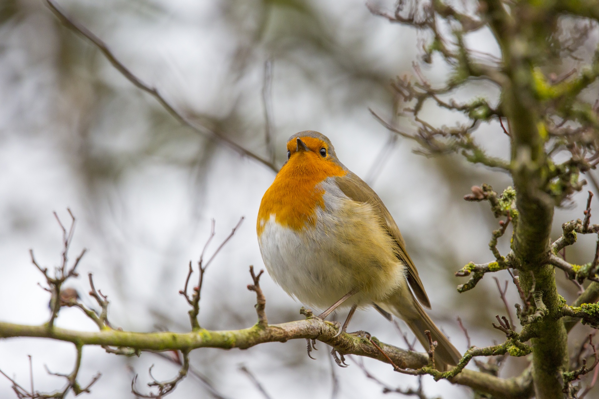 robin adulation animal free photo