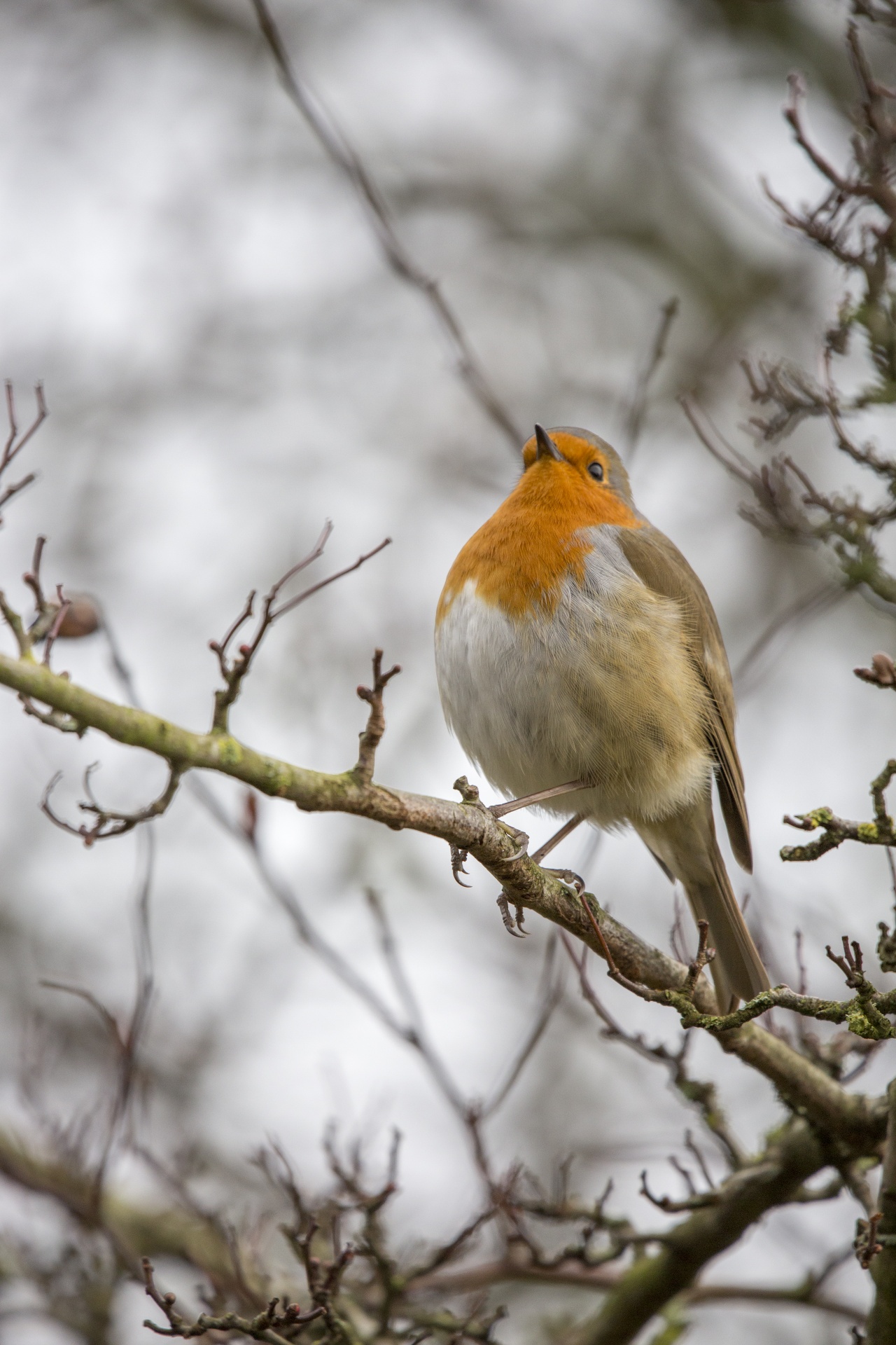 robin adulation animal free photo