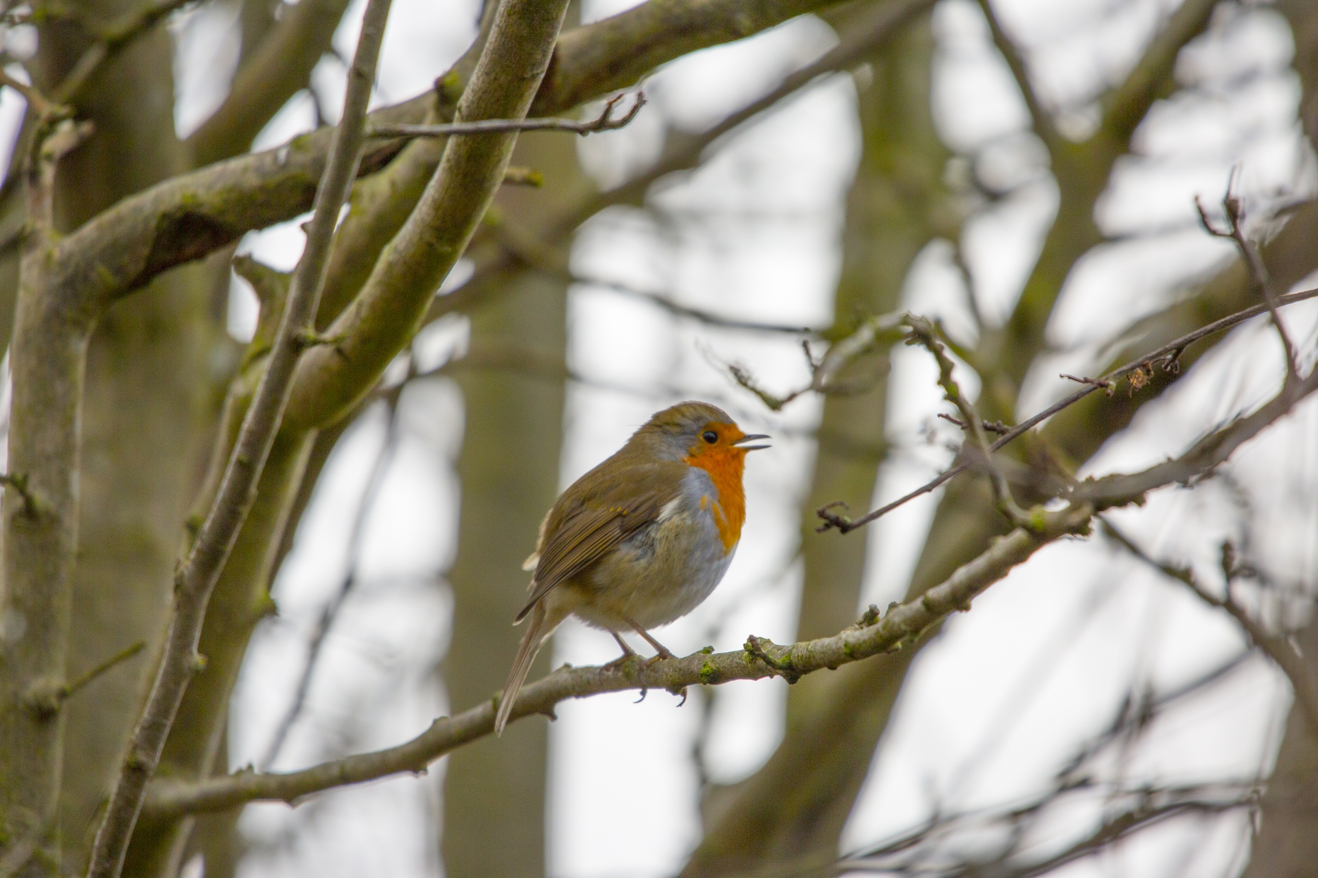 robin adulation animal free photo