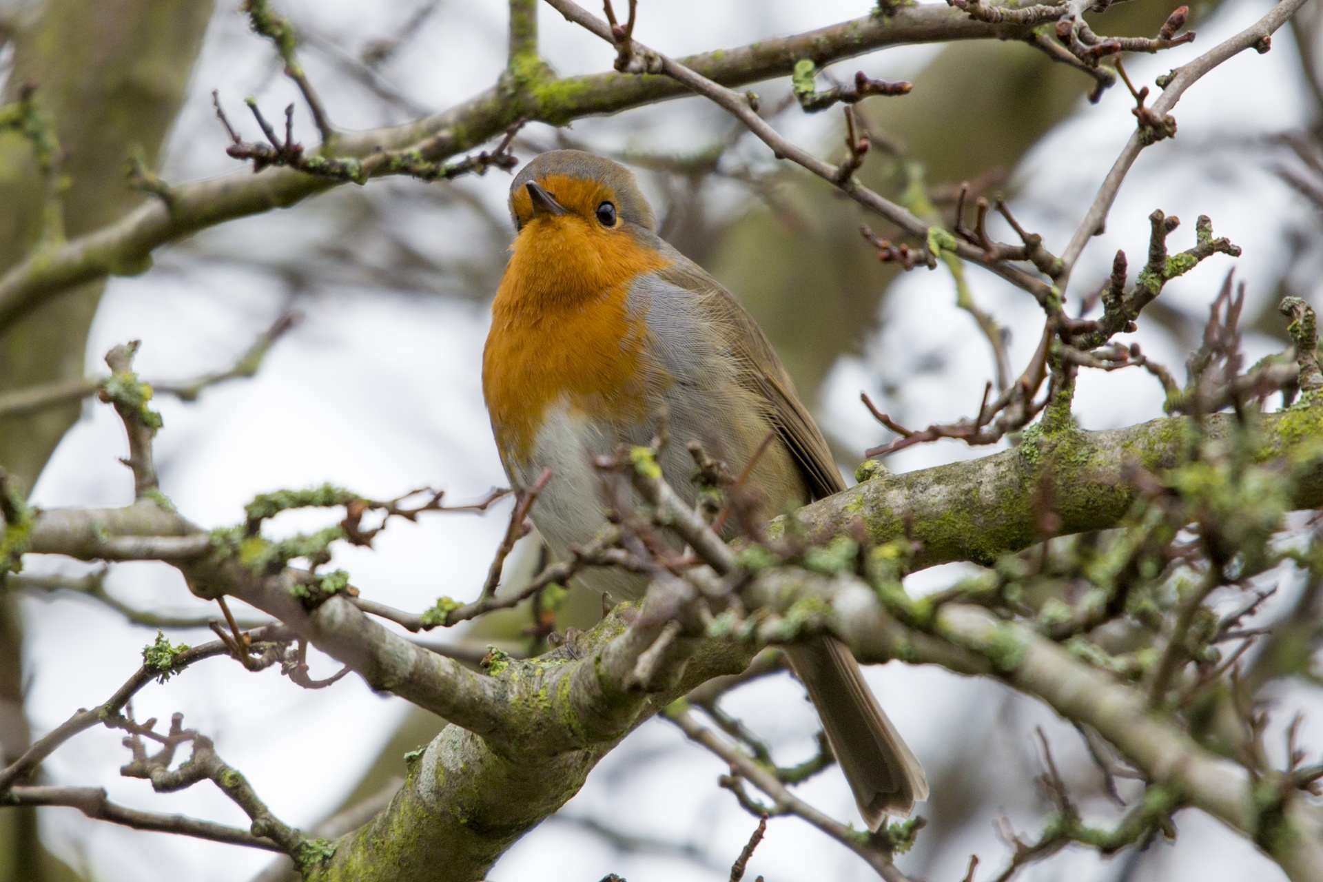 robin adulation animal free photo