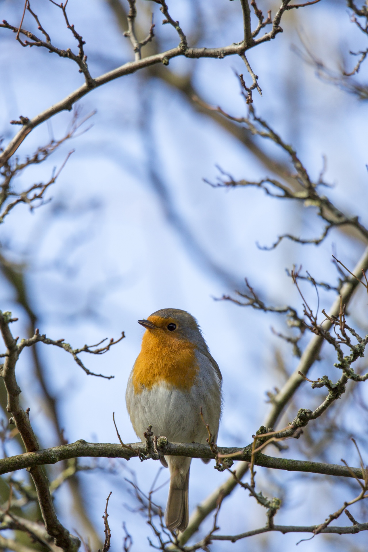 robin adulation animal free photo