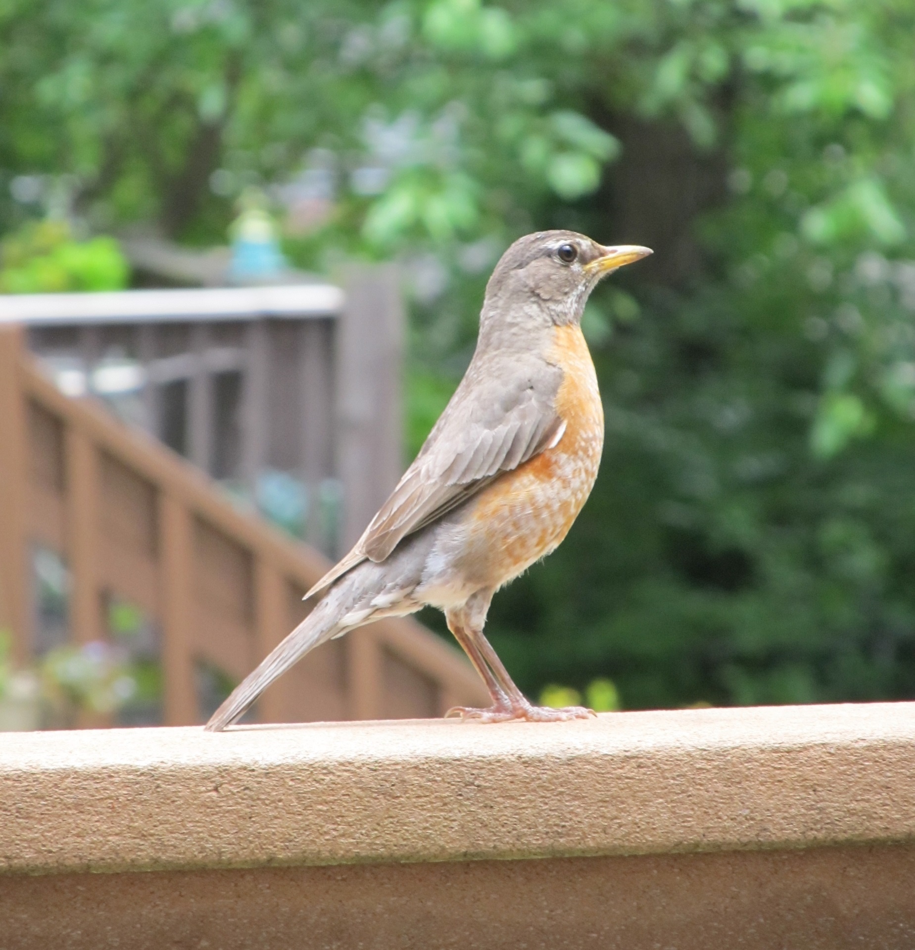 robin bird profile free photo