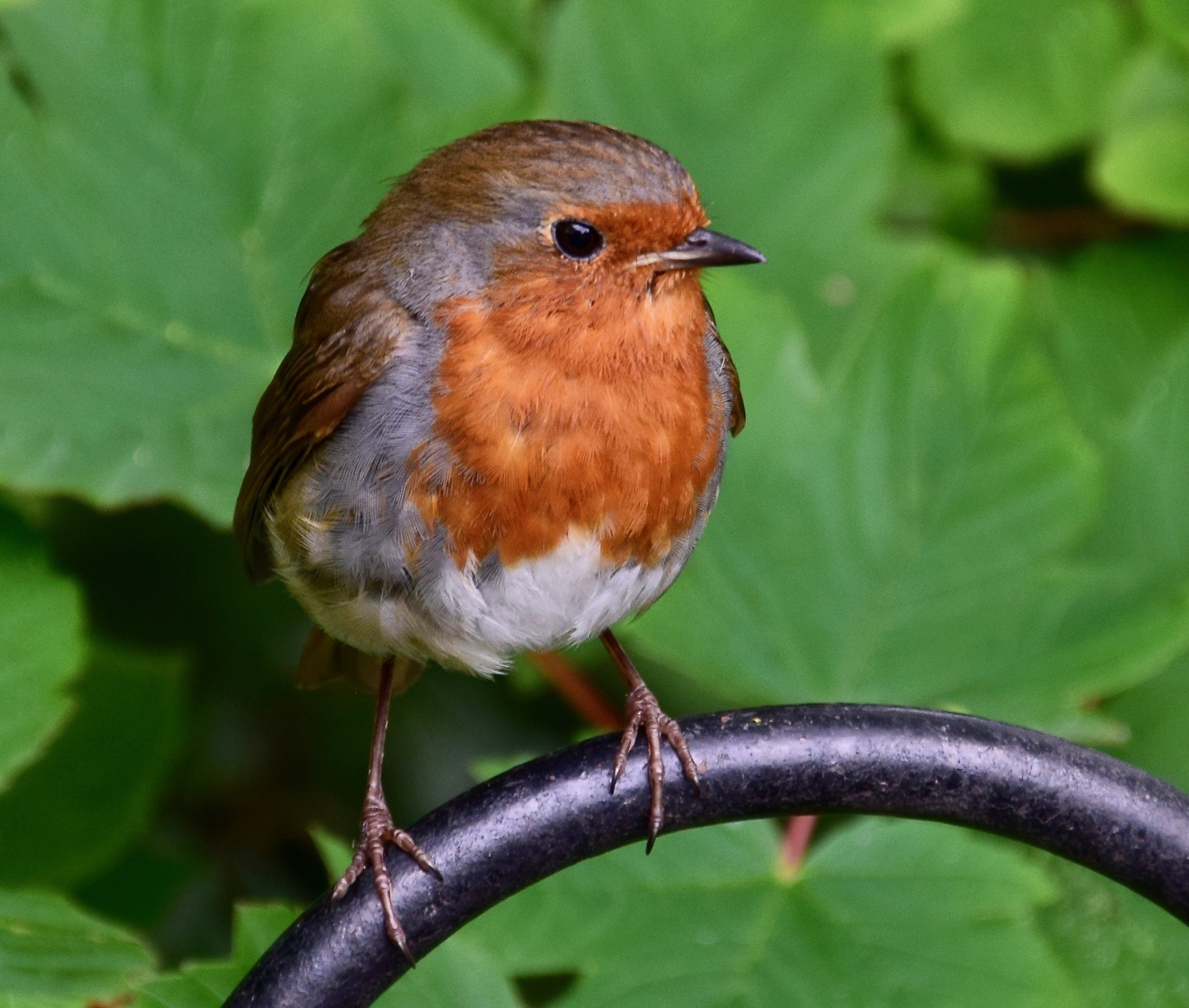 robin dublin robin redbreast free photo