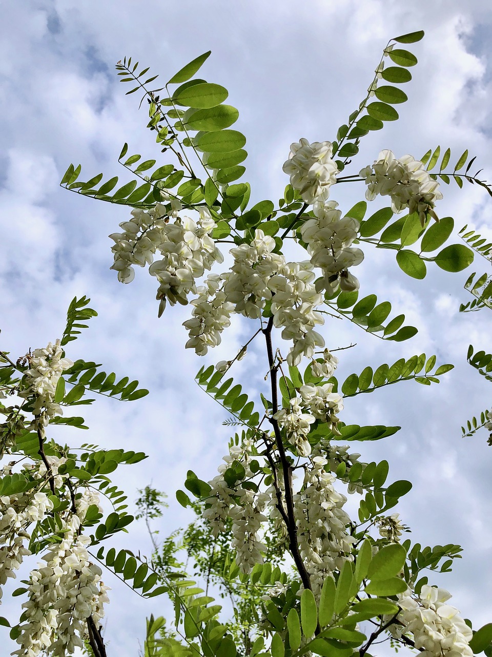 robinia  bloom  false acacia free photo