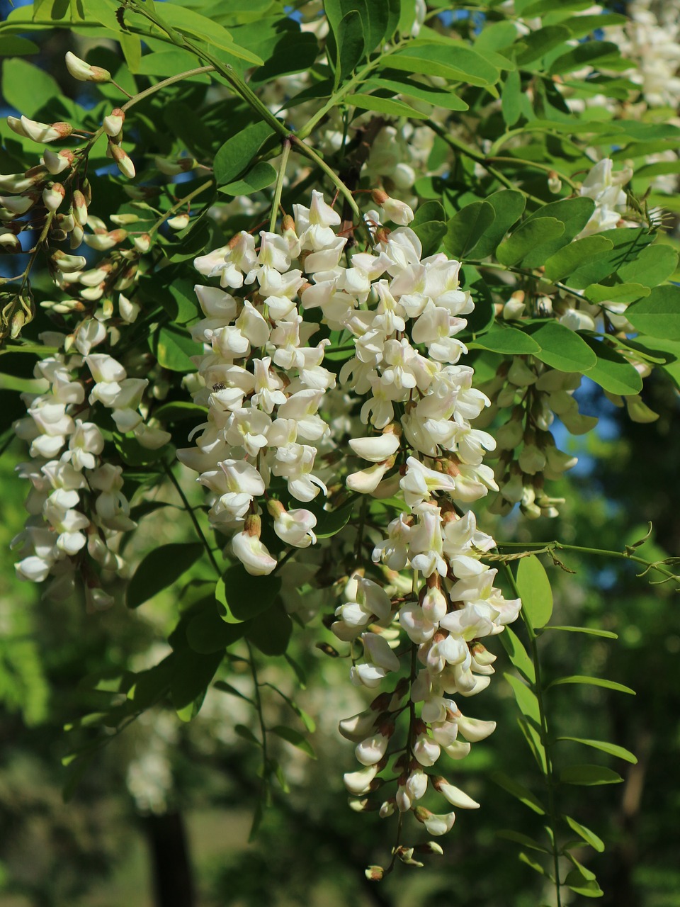 robinia  tree  spring free photo