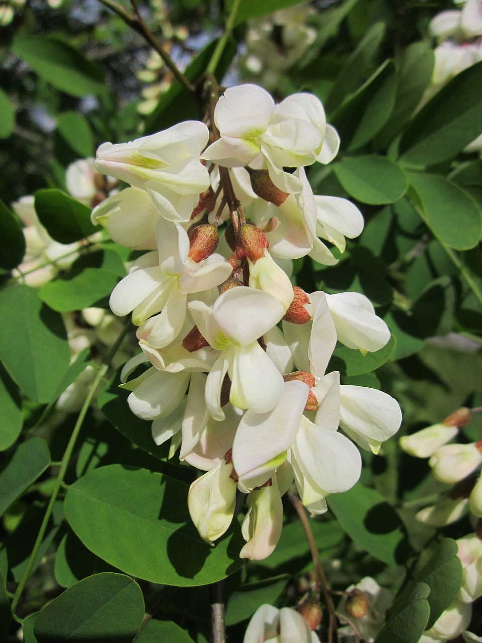 robinia pseudoacacia black locust false acacia free photo